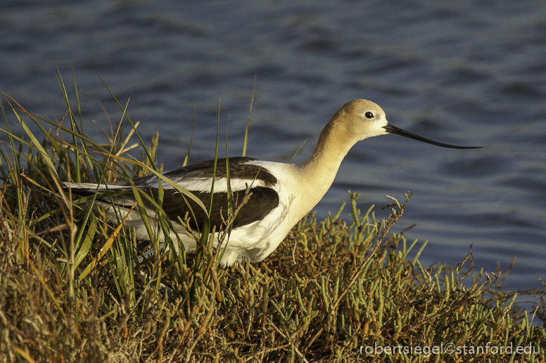 avocet